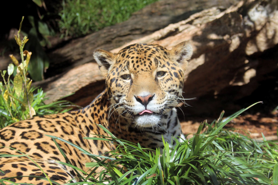 San Antonio Zoo